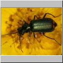 Malachius bipustulatus - Zweifleckiger Zipfelkaefer 04.jpg